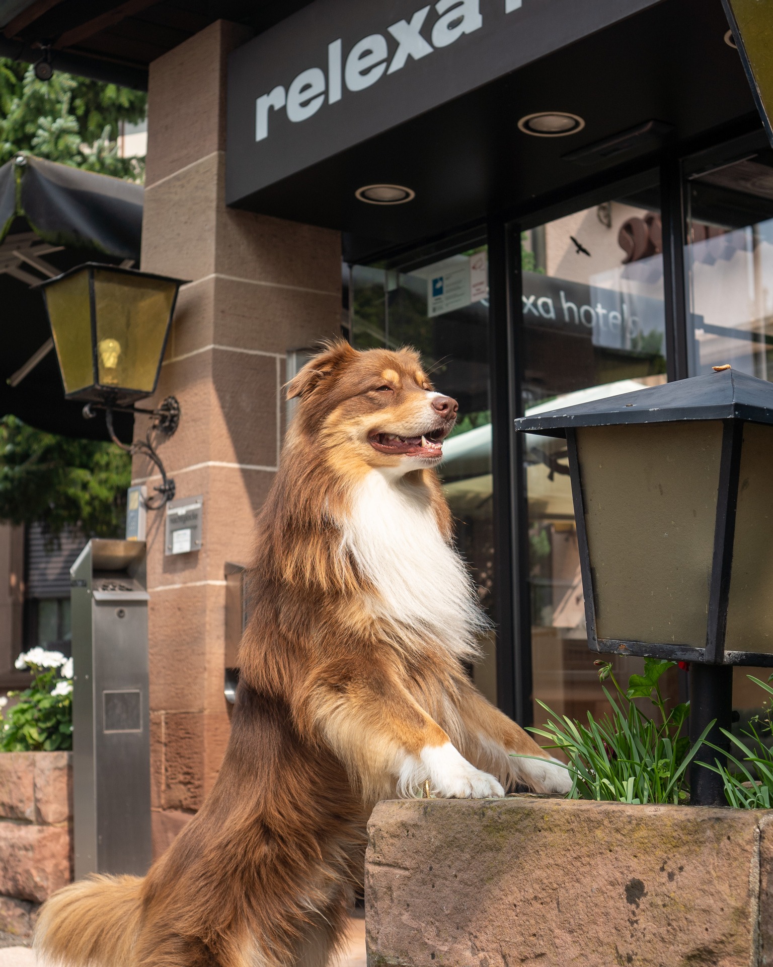 Hund vor dem Eingangsbereich relexa hotel Stuttgart