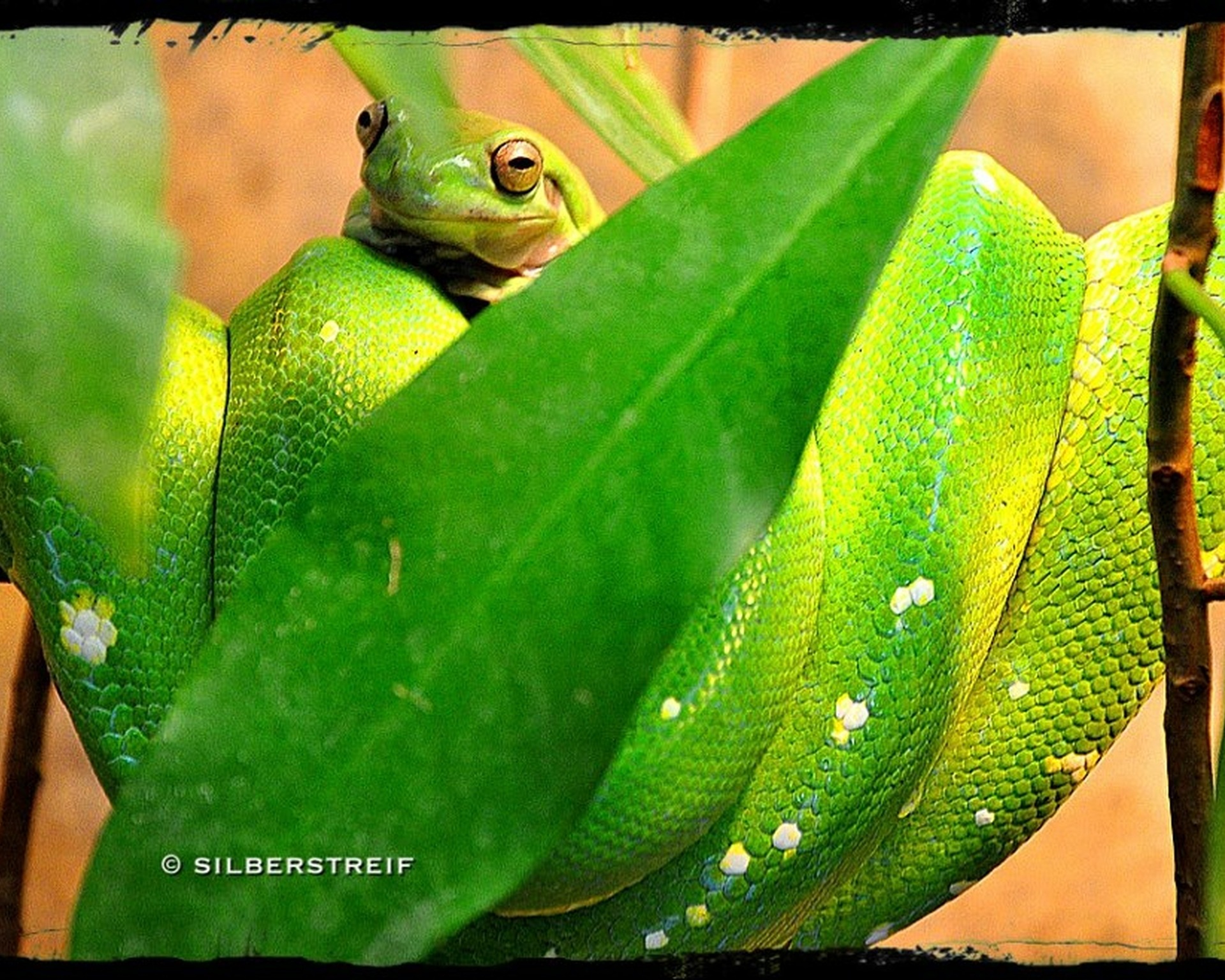 Terrarium in der Wilhelma